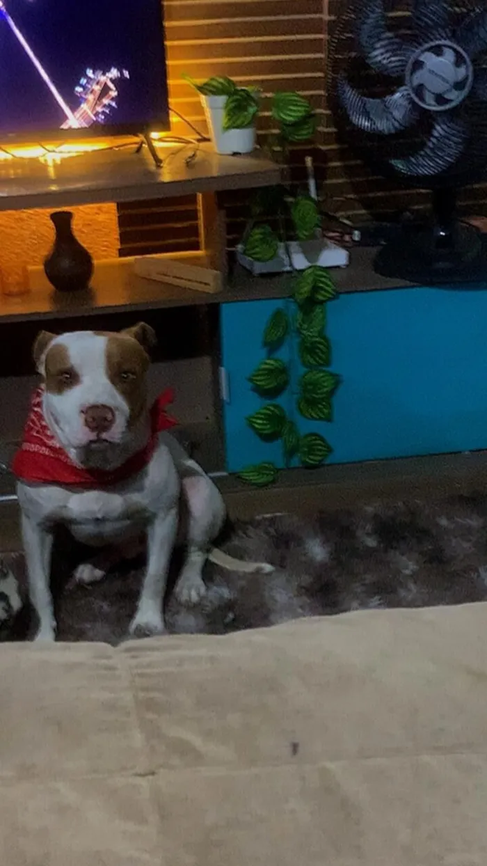 Cachorro raça Pit-Bull idade 3 anos nome Zeus 