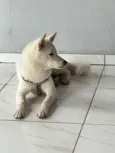 Cachorro raça Husky Siberiano idade 1 ano nome Não sei
