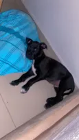Cachorro raça SRD-ViraLata idade 2 a 6 meses nome Zeus