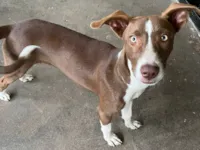 Cachorro raça SRD-ViraLata idade 2 a 6 meses nome Canela