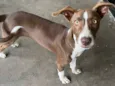 Cachorro raça SRD-ViraLata idade 2 a 6 meses nome Canela