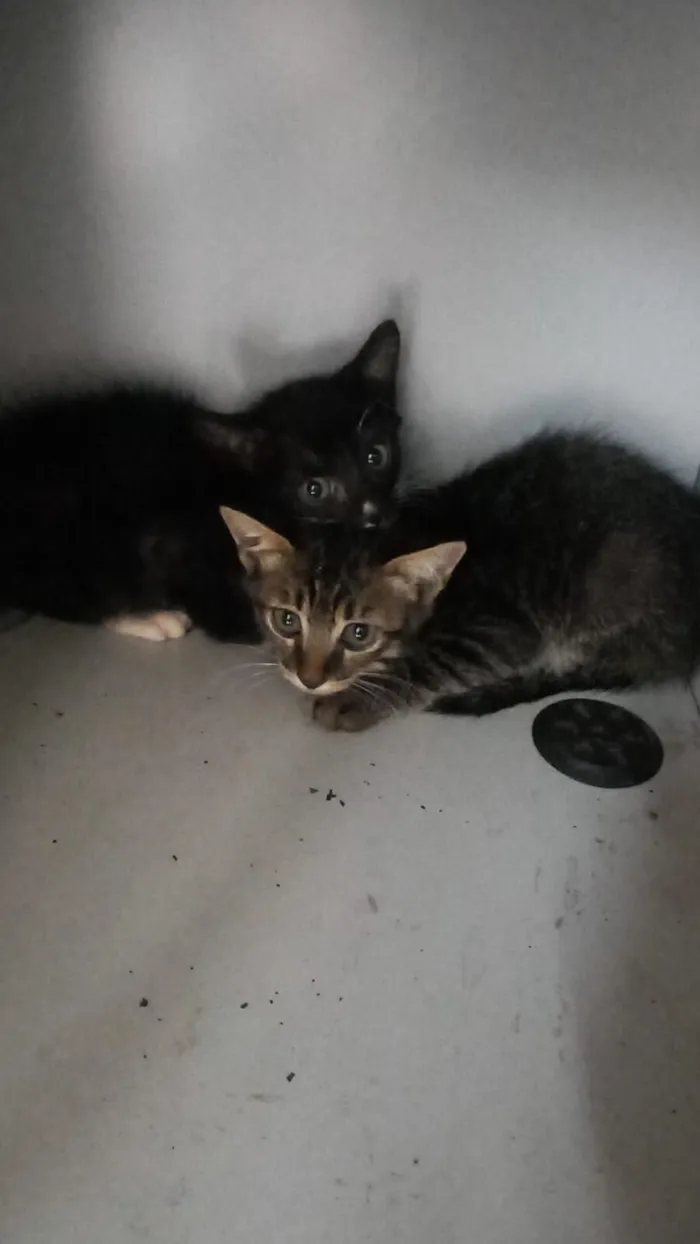 Gato raça SRD-ViraLata idade Abaixo de 2 meses nome Maria Julia Bençal coco