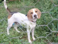 Cachorro raça Beagle  idade 1 ano nome Frodo