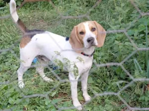 Cachorro raça Beagle  idade 1 ano nome Frodo