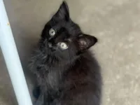 Gato raça Exótico idade 2 a 6 meses nome Mia, black e lari 