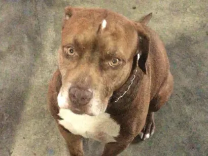 Cachorro raça Pit-Bull idade 6 ou mais anos nome Dominique
