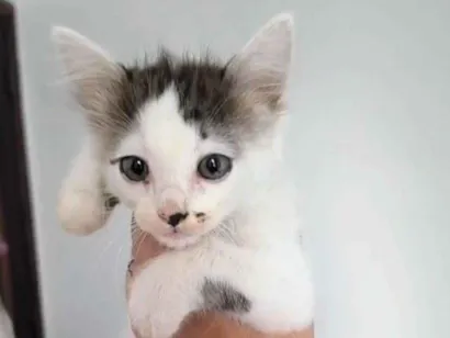 Gato raça SRD-ViraLata idade 2 a 6 meses nome Gata