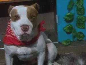 Cachorro raça Pit-Bull idade 3 anos nome Zeus 