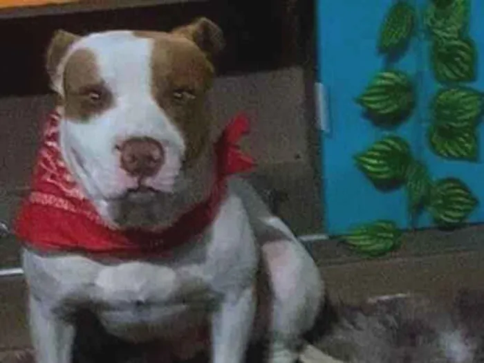 Cachorro raça Pit-Bull idade 3 anos nome Zeus 
