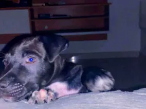Cachorro raça SRD-ViraLata idade 2 a 6 meses nome Zeus
