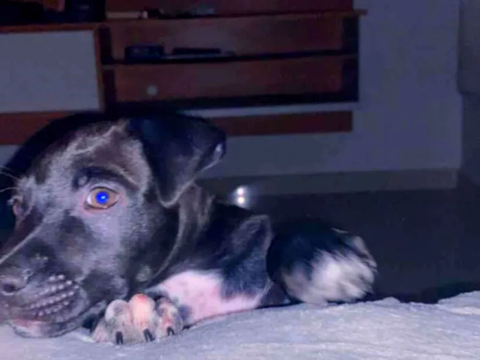 Cachorro raça SRD-ViraLata idade 2 a 6 meses nome Zeus