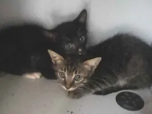 Gato raça SRD-ViraLata idade Abaixo de 2 meses nome Maria Julia Bençal coco