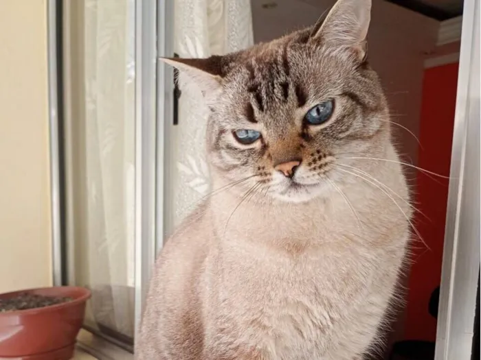 Gato raça SRD-ViraLata idade 6 ou mais anos nome Peto