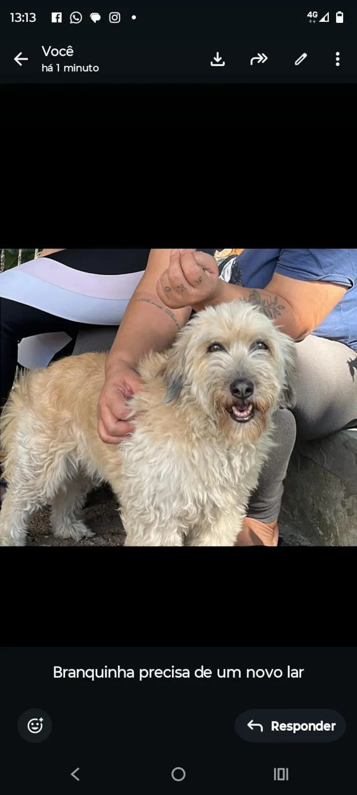 Cachorro raça SRD-ViraLata idade 3 anos nome Branquinha