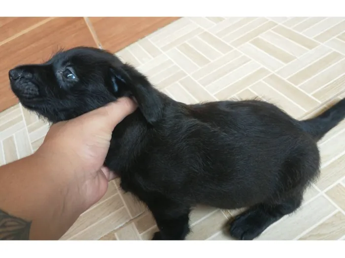 Gato raça SRD-ViraLata idade 2 a 6 meses nome Chico 