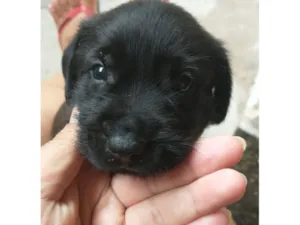 Gato raça SRD-ViraLata idade 2 a 6 meses nome Chico 