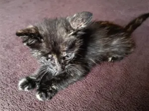 Gato raça SRD-ViraLata idade 2 a 6 meses nome Luna