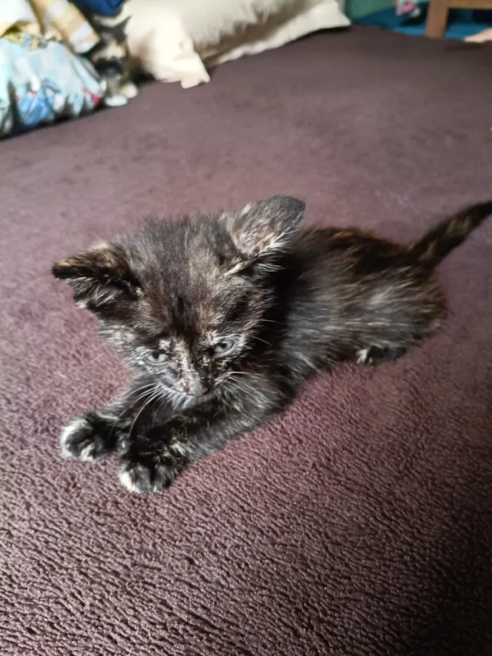 Gato raça SRD-ViraLata idade 2 a 6 meses nome Luna