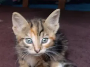 Gato raça SRD-ViraLata idade Abaixo de 2 meses nome Panqueca