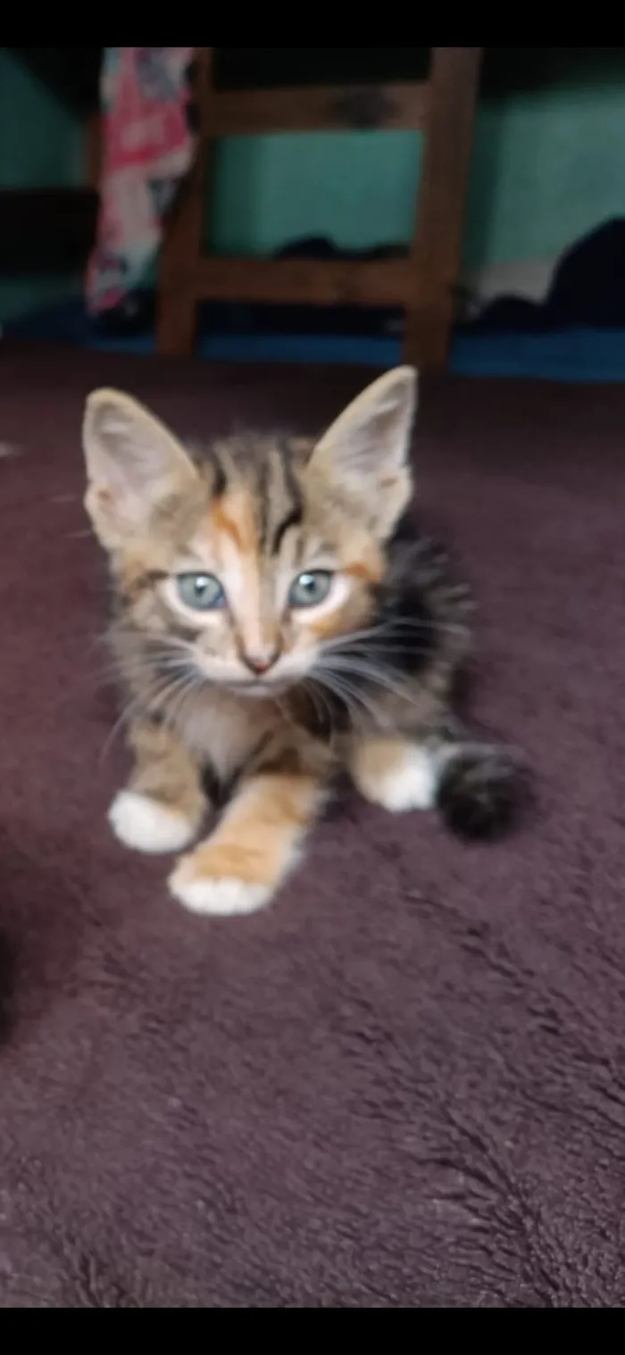 Gato raça SRD-ViraLata idade Abaixo de 2 meses nome Panqueca