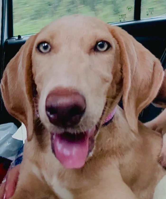 Cachorro raça Cocker idade 2 a 6 meses nome Blue