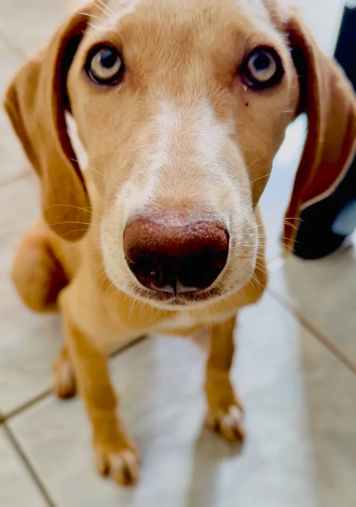 Cachorro raça Cocker idade 2 a 6 meses nome Blue