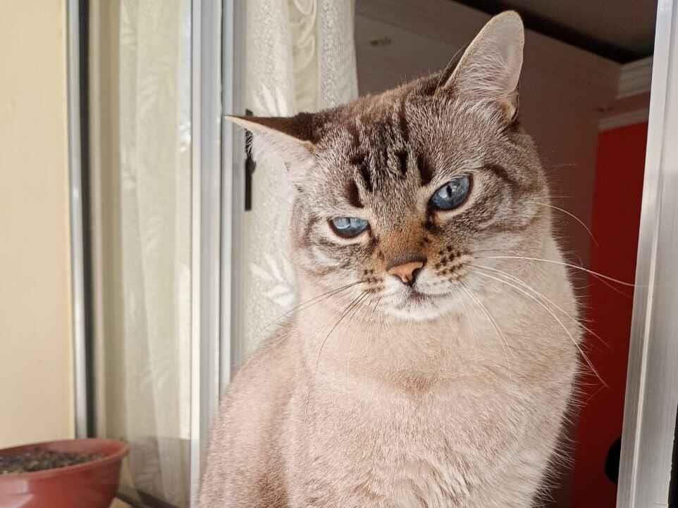 Gato raça SRD-ViraLata idade 6 ou mais anos nome Peto