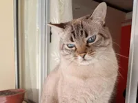 Gato raça SRD-ViraLata idade 6 ou mais anos nome Peto