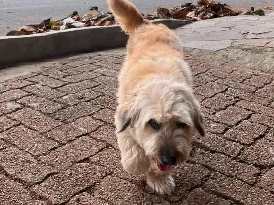 Cachorro raça SRD-ViraLata idade 3 anos nome Branquinha