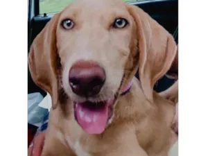 Cachorro raça Cocker idade 2 a 6 meses nome Blue