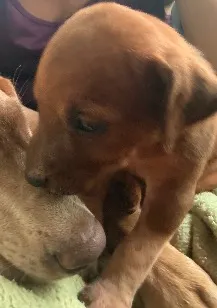 Cachorro raça SRD-ViraLata idade Abaixo de 2 meses nome Maya