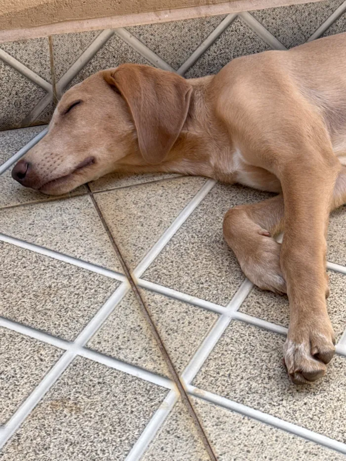 Cachorro raça Cocker idade 2 a 6 meses nome Blue