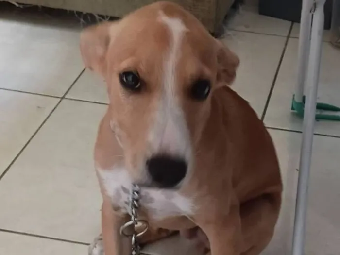 Cachorro raça SRD-ViraLata idade 2 a 6 meses nome Tiger