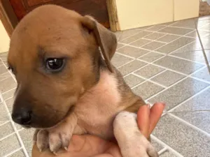 Cachorro raça SRD-ViraLata idade Abaixo de 2 meses nome Maya