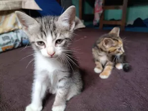 Gato raça SRD-ViraLata idade Abaixo de 2 meses nome Fumaça