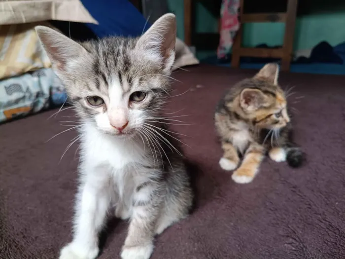 Gato raça SRD-ViraLata idade Abaixo de 2 meses nome Fumaça