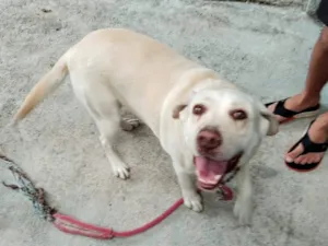 Cachorro raça Labrador idade 5 anos nome Penélope 