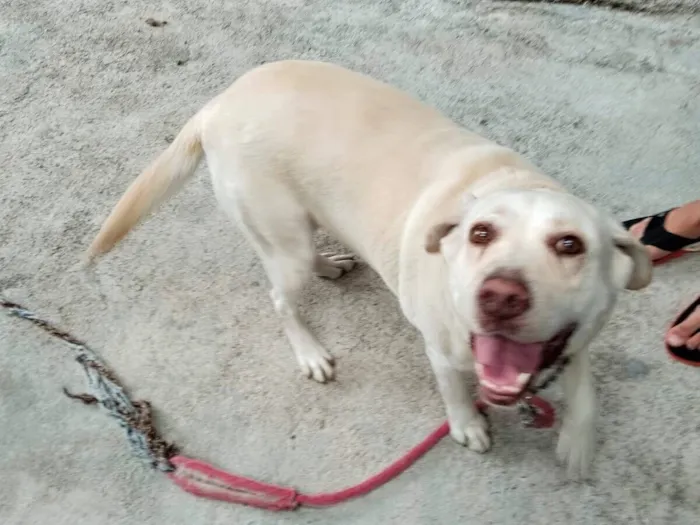 Cachorro raça Labrador idade 5 anos nome Penélope 