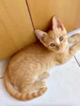 Gato raça SRD-ViraLata idade 2 a 6 meses nome Caramel bb3meses