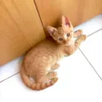 Gato raça SRD-ViraLata idade 2 a 6 meses nome Caramel bb3meses