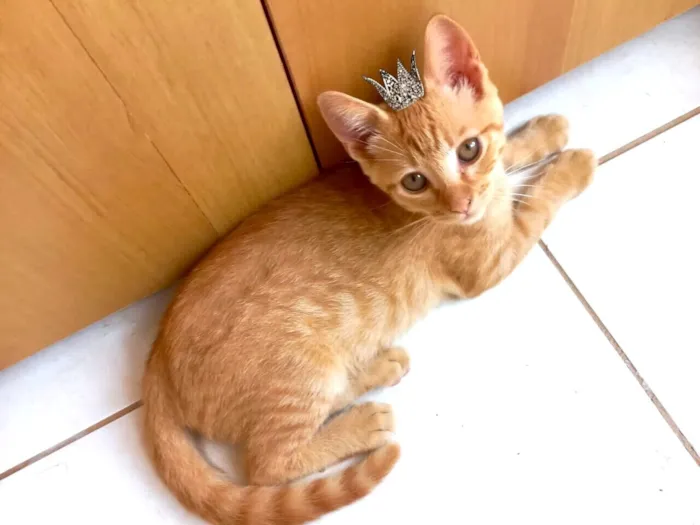 Gato raça SRD-ViraLata idade 2 a 6 meses nome Caramel bb3meses