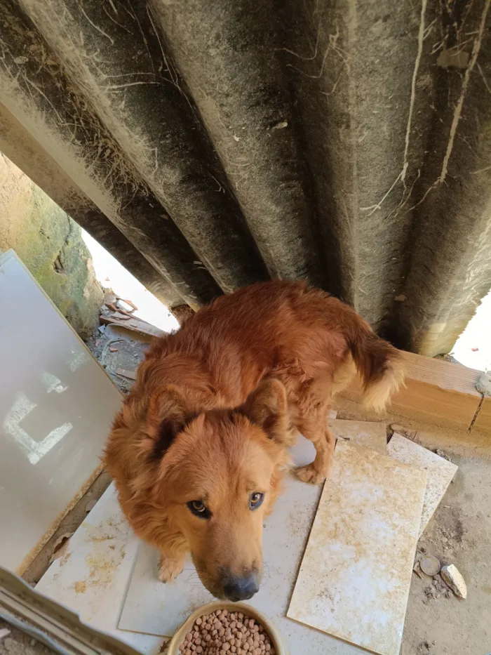 Cachorro raça Chow Chow idade 2 anos nome Ferrugem 