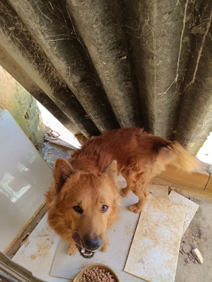 Cachorro raça Chow Chow idade 2 anos nome Ferrugem 