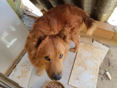 Cachorro raça Chow Chow idade 2 anos nome Ferrugem 