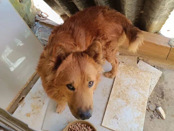 Cachorro raça Chow Chow idade 2 anos nome Ferrugem 