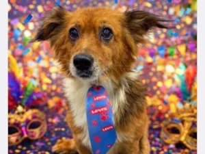 Cachorro raça SRD-ViraLata idade 5 anos nome Antônio 