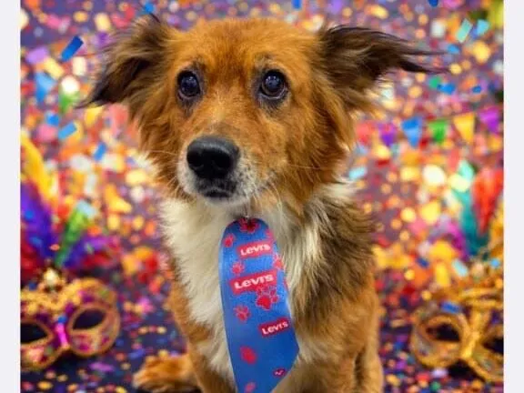 Cachorro raça SRD-ViraLata idade 5 anos nome Antônio 