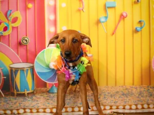 Cachorro raça SRD-ViraLata idade 2 a 6 meses nome Alby 