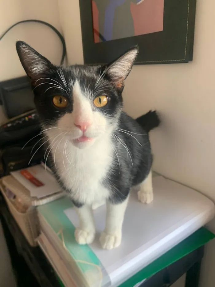 Gato raça SRD-ViraLata idade 2 a 6 meses nome Ragnar