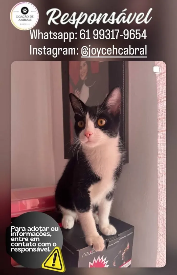 Gato raça SRD-ViraLata idade 2 a 6 meses nome Ragnar